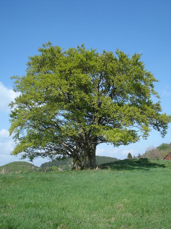 Lauras Landhauspension Medebach Exterior foto